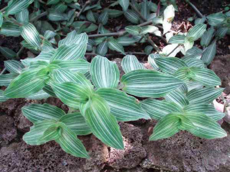 Каллизия изящная