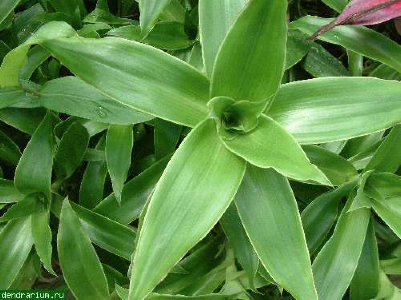 Каллизия душистая