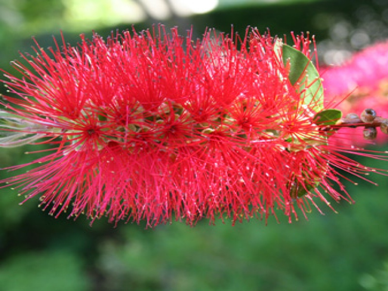 Каллистемон