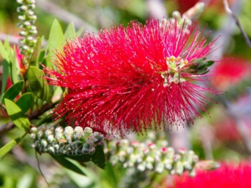 Каллистемон лимонный