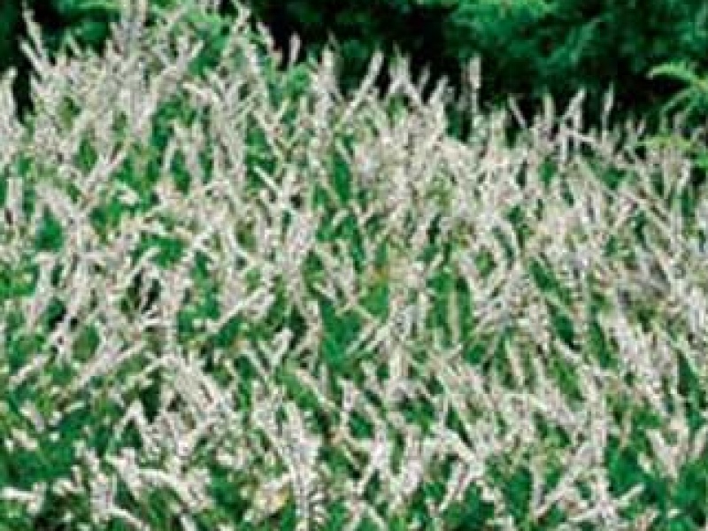 Common heather 'Alba Plena'