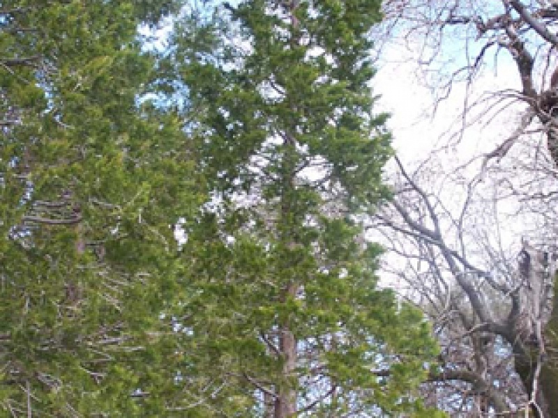 Кедр речной