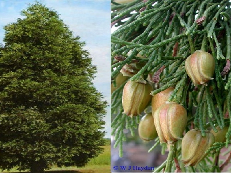 Калоцедрус (либоцедрус) низбегающий