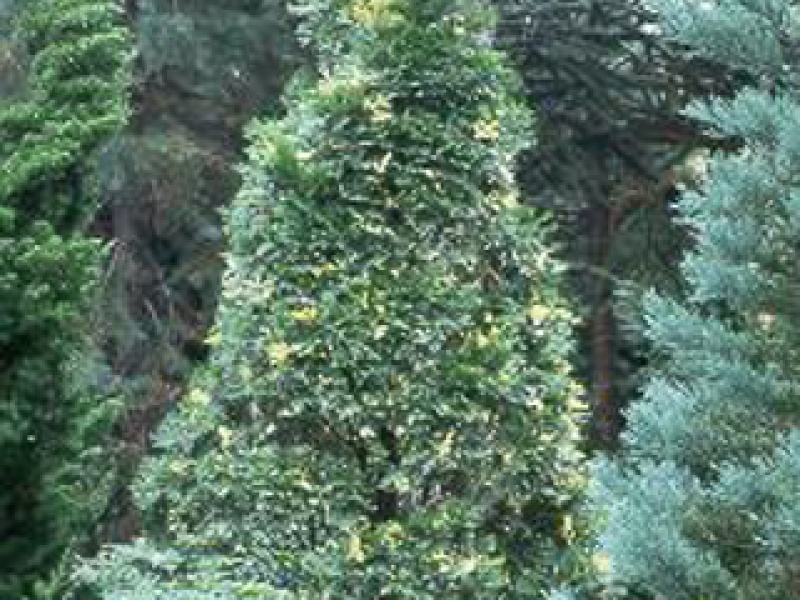 Yellow incense cedar