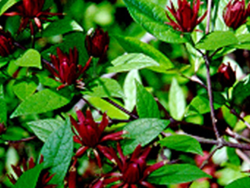 Calycanthus or Sweetshrub