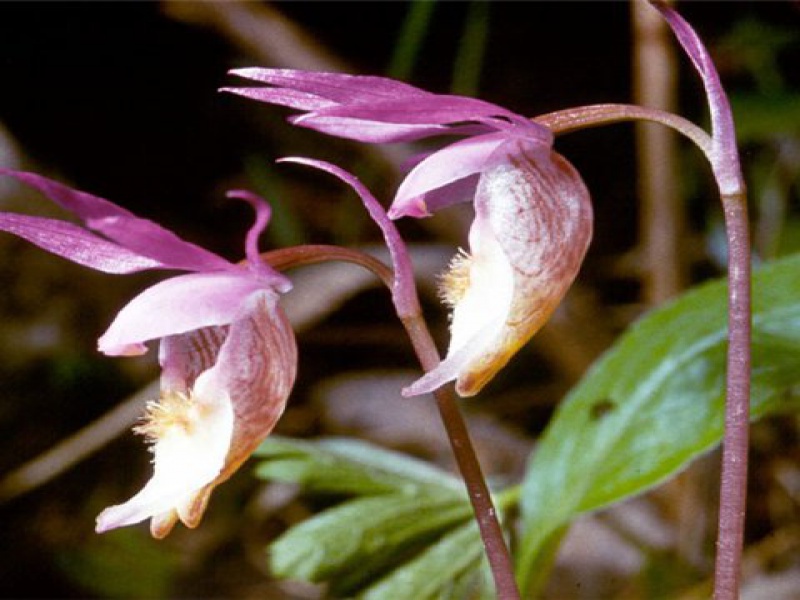 Калипсо луковичная