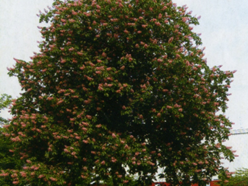 Red-flowering horse chestnut