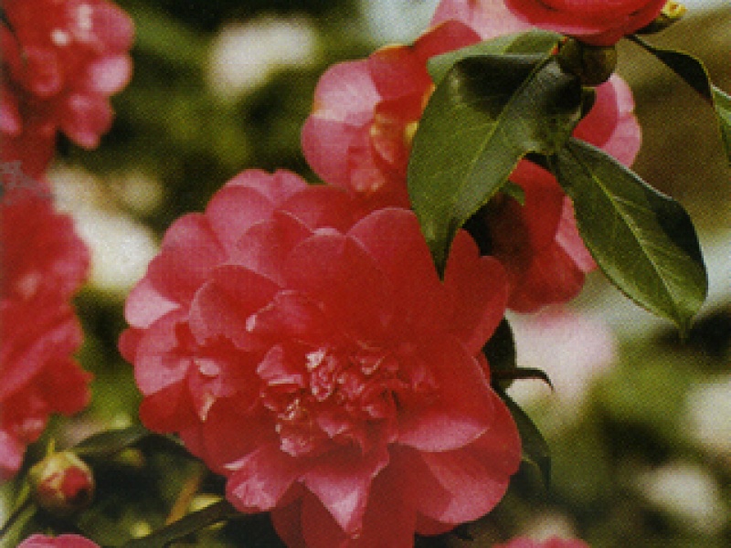 Camellia