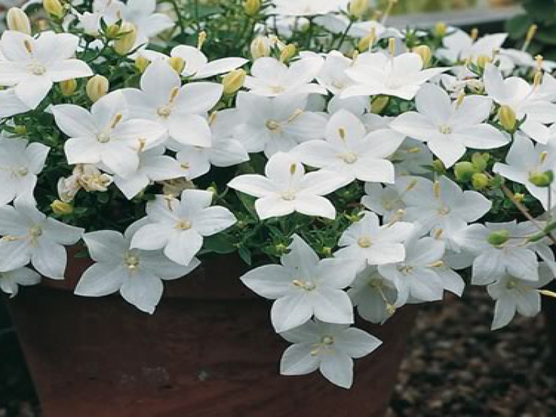 Колокольчик, кампанула