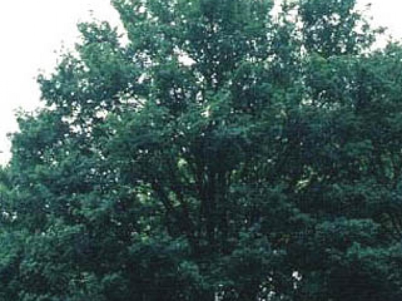 Field maple 'Elsrijk'