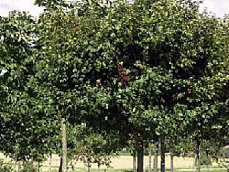 Field maple spherical (Campestre Nanum)