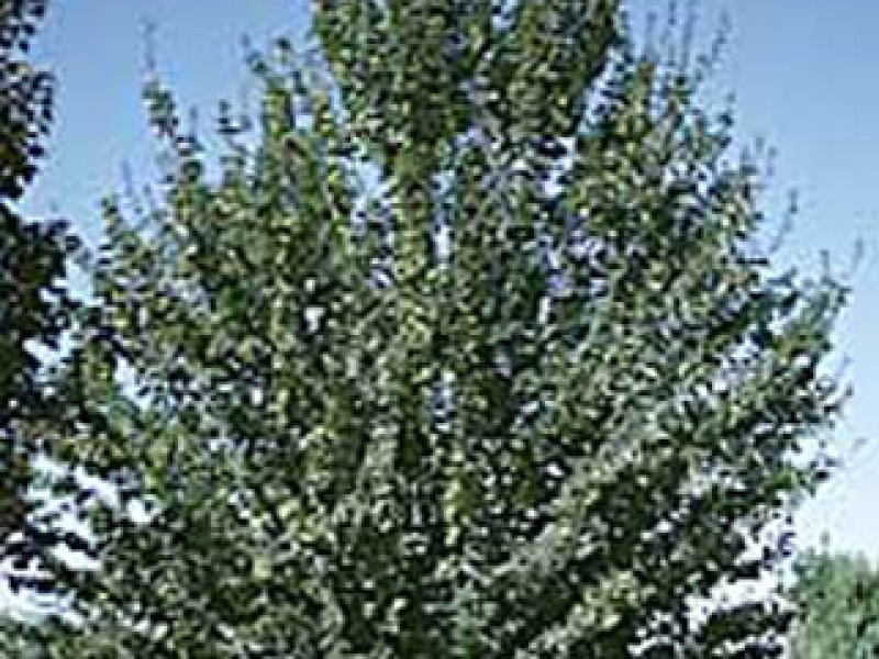 Field maple 'Queen Elizabeth'