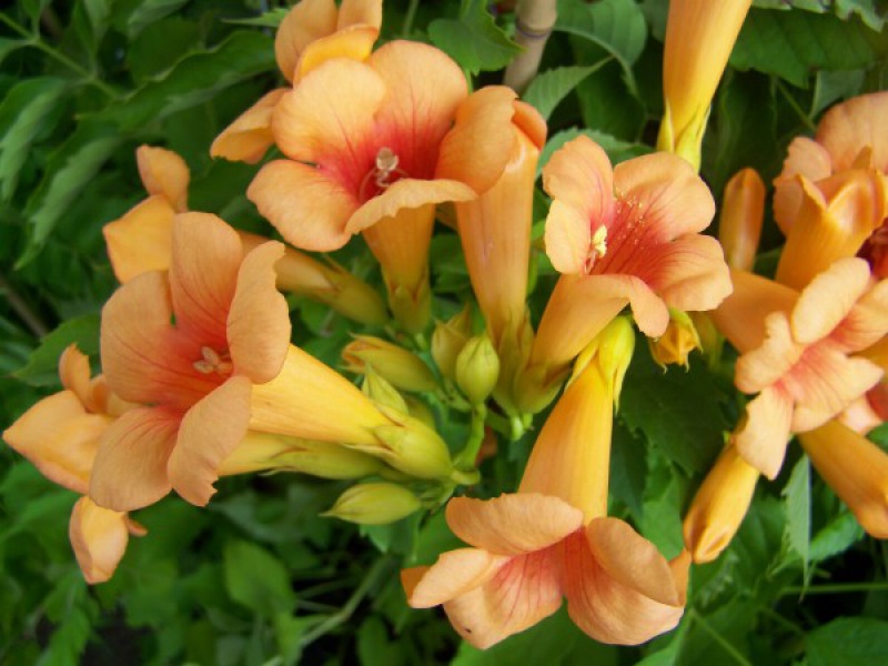 Кампсис гибридный