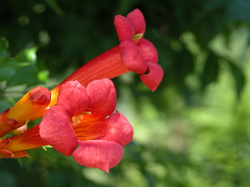 Кампсис укореняющийся