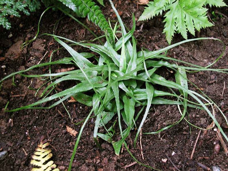 Камптосорус