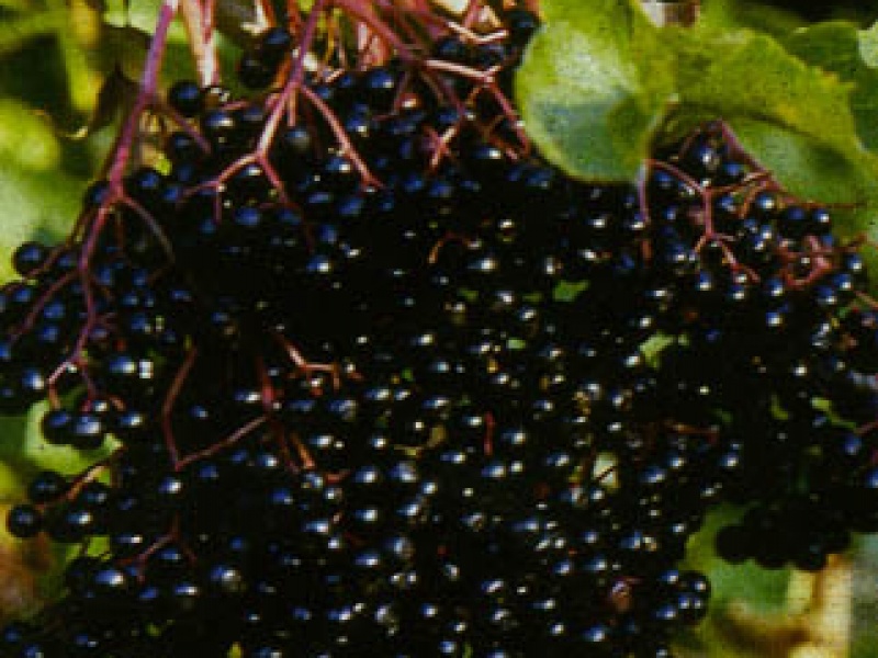Large-fruited elder