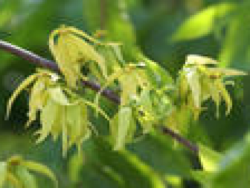 Иланг-иланг