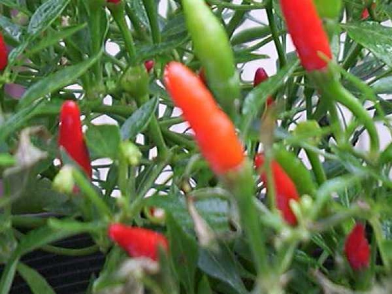 Стручковый перец