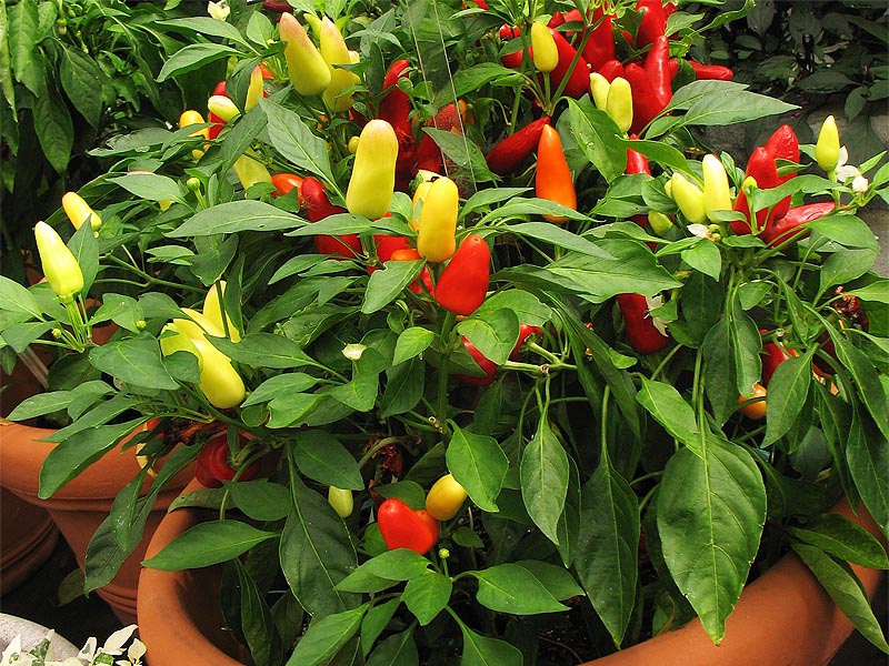 Капсикум или Перец стручковый
