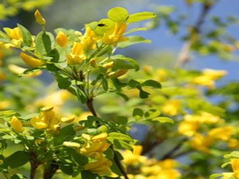 Карагана древовидная