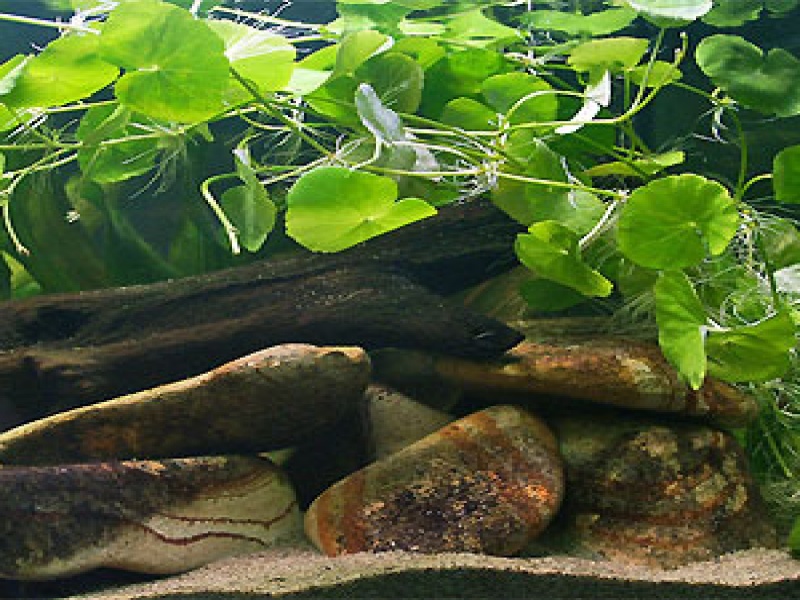 Бакопа каролинская