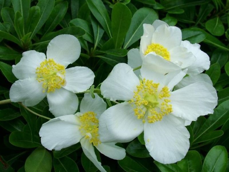 Карпентерия