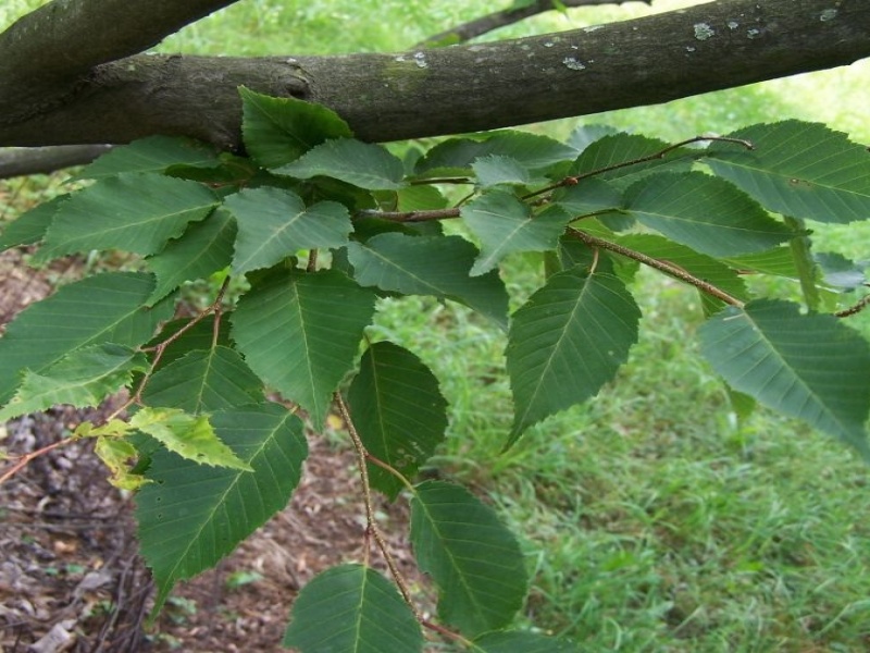 Граб редкоцетковый