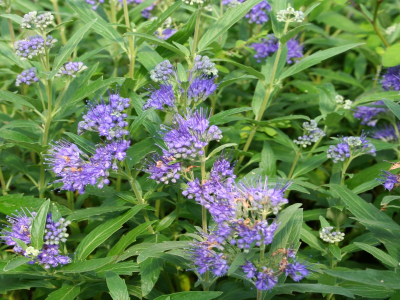 Кариоптерис