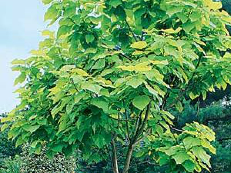 Катальпа бигнониевая