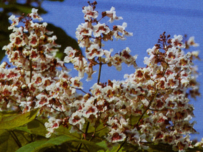 Lilac-leaved catalpa