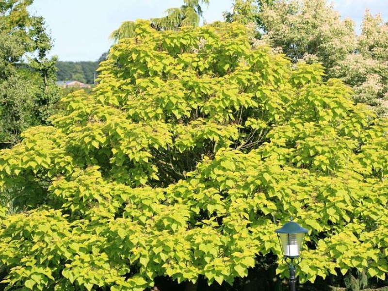 Катальпа бигнониевая «Аурея»