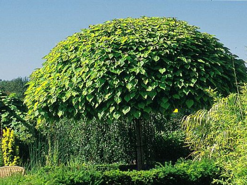 Катальпа бигнониевая «Нана»