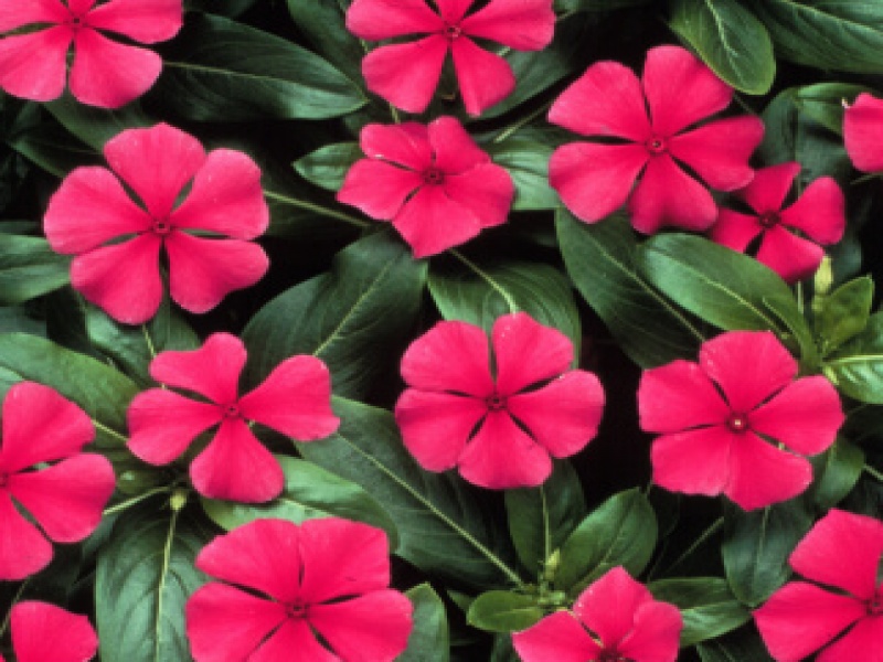 Катарантус