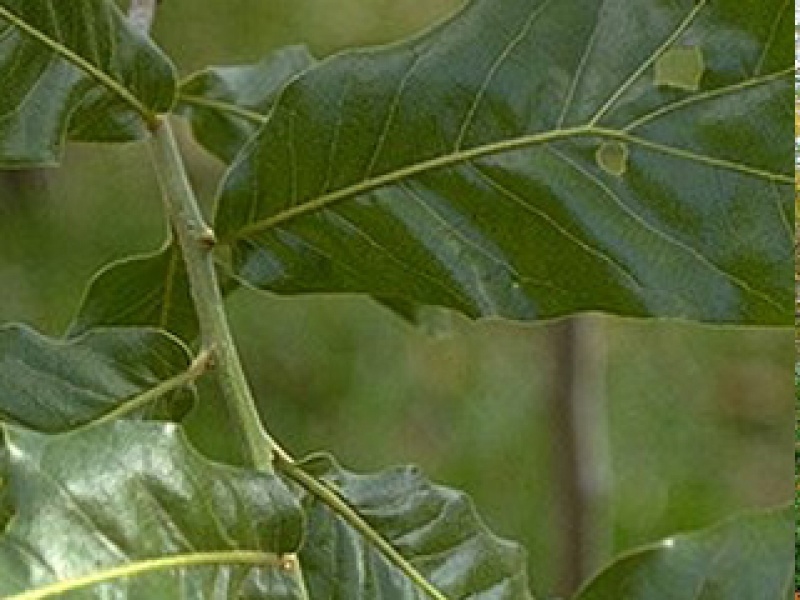 Крушина колючая