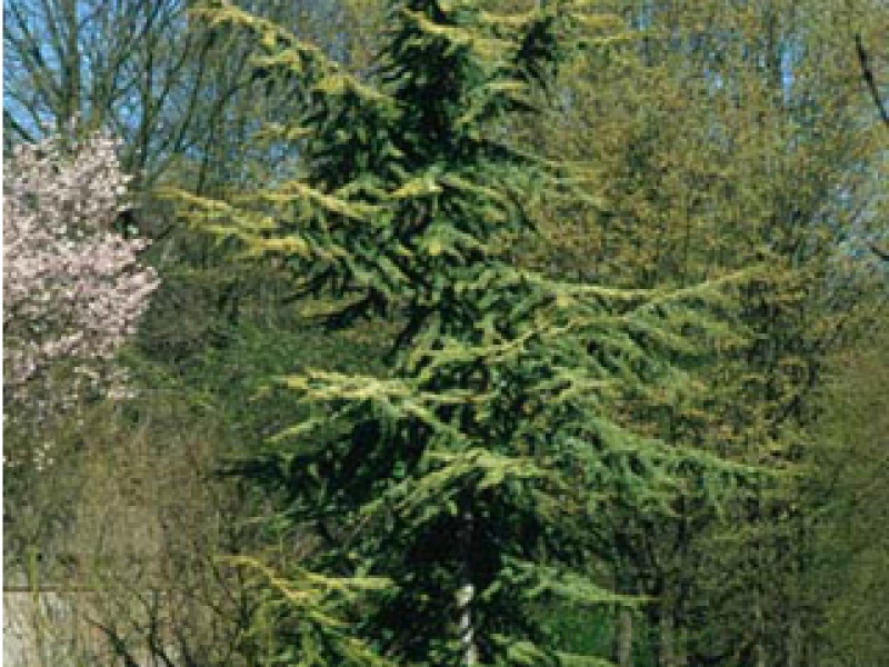 Golden Atlas cedar