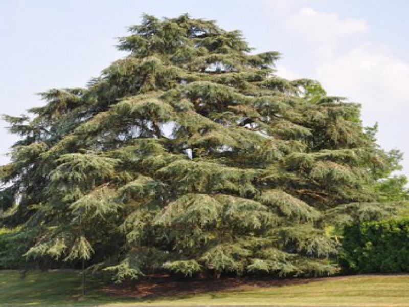 Кедр атласский