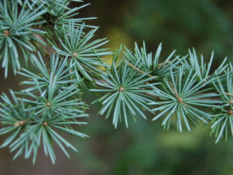 Кедр атласский Глаука