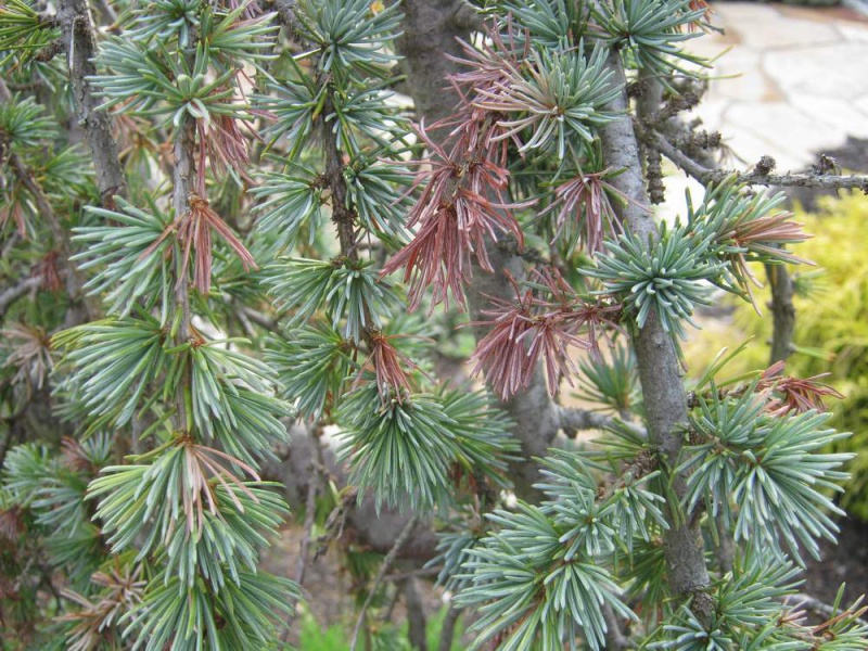 Кедр атласский Глаука Пендула
