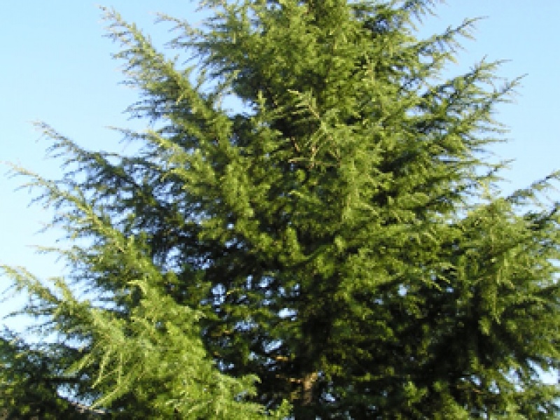 Himalayan cedar