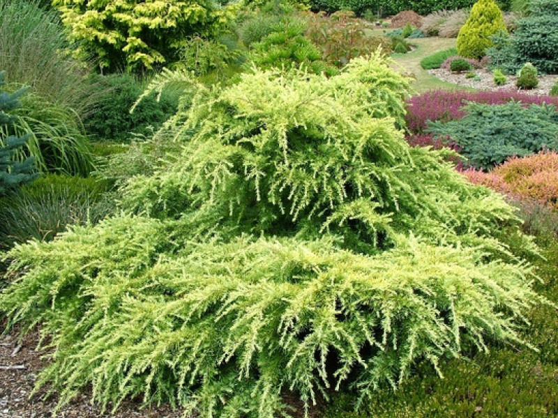 Кедр гималайский Голден Оризон