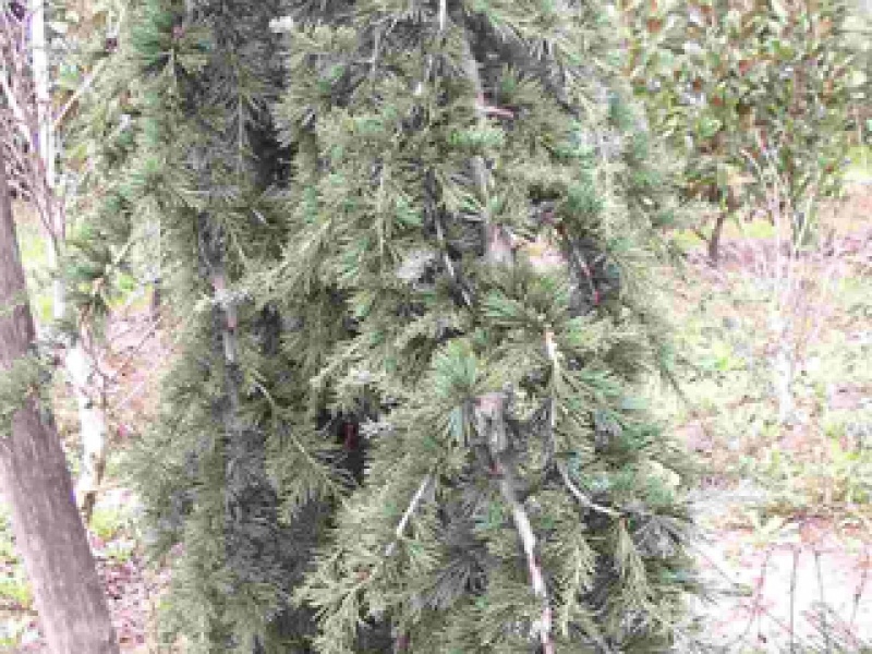 Weeping Himalayan cedar