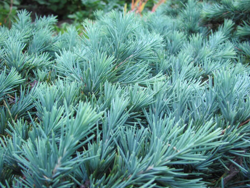 Кедр гималайский Прострейт Бьюти