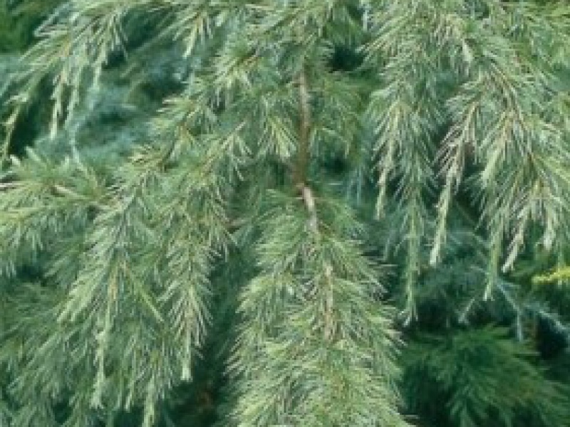 Кедр гималайский Робуста Глаука