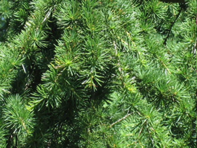 Кедр ливанский