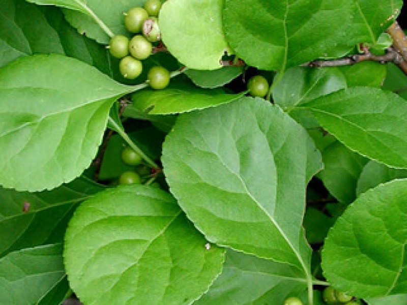 Round-leaved Spindle-tree, Tubular-leaved Red-pouch