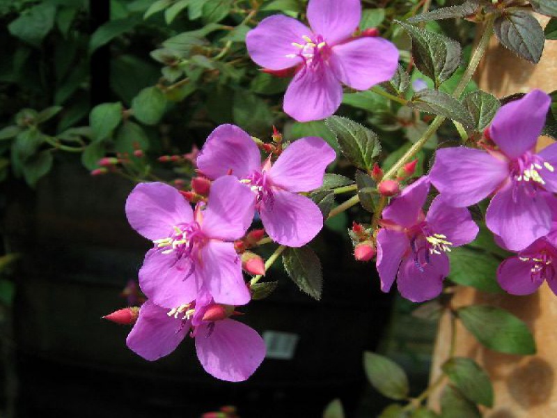 Центрадения