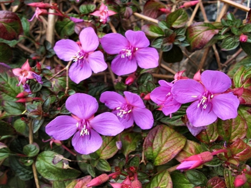 Центрадения неравнобокая