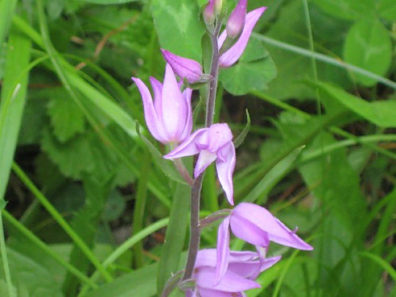 Пыльцеголовник