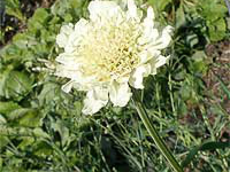 Цефалярия альпийская