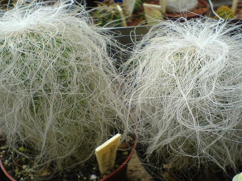 Цефалоцереус